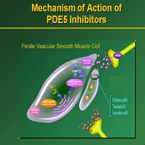 Mechanism of Action of PDE5 Inhabitors