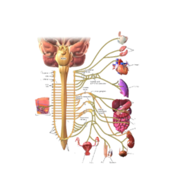 Autonomic Neuropathy