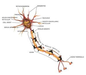 mononeuropathy e1716282858531