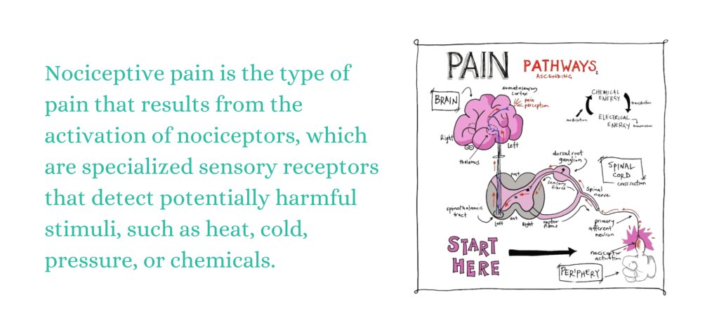 pain path way of Nociceptive Pain