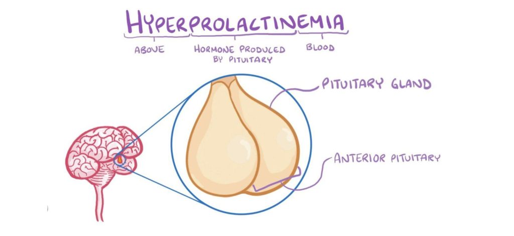 pituitary gland