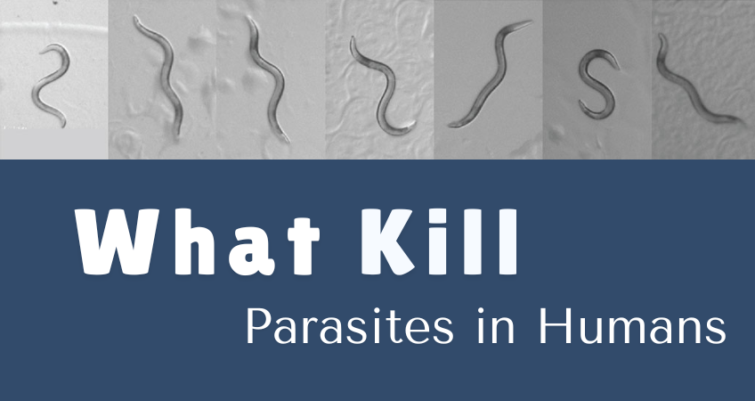 What Kill Parasites in Human